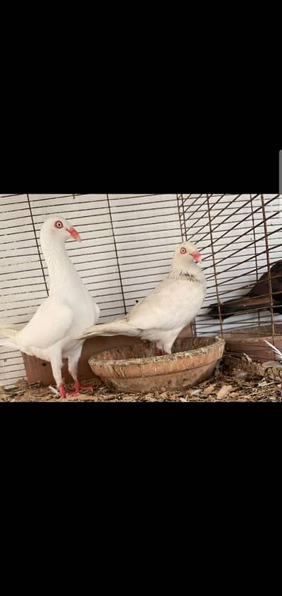 lahori sherazi or white danish pair for sale