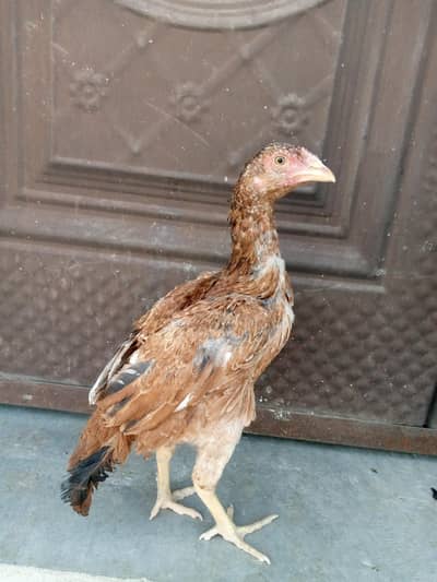 Asee zair dum mianwalil pathi age 6 months