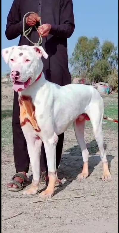 lapa gulter male age 10 month 30 inch for sale