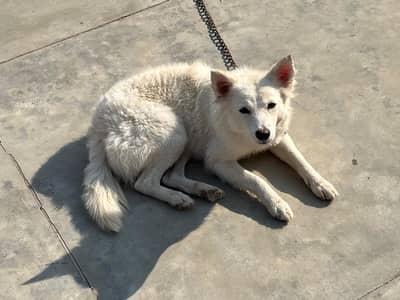 pure Double coat Russian female puppy 7 months old