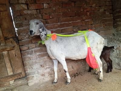 Big size beetal goat with one female kid