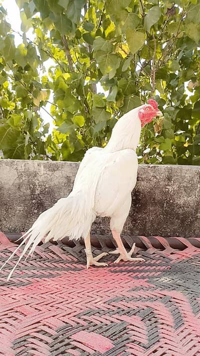 original Hera blood pure miawali