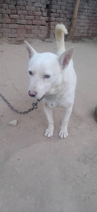 Russian , gultair guard  for sale