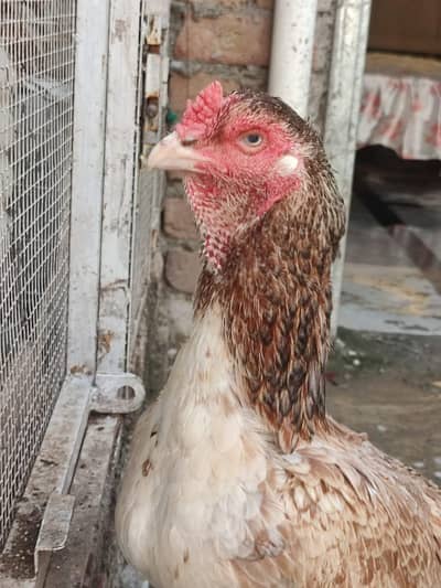 pure aseel hen long height ready to egg urgent sale