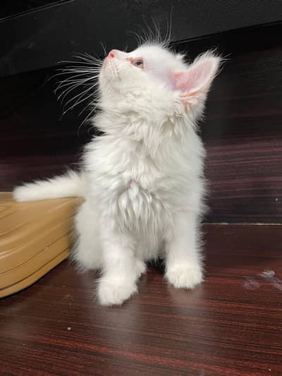 Persian Male Kitten