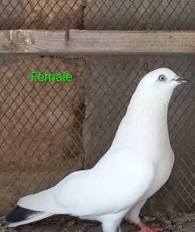 KALCHONCHA BREEDER PAIR