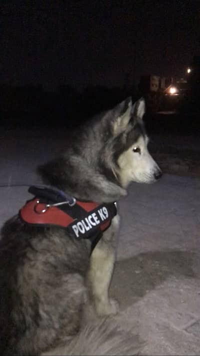 Only serious buyers can contact