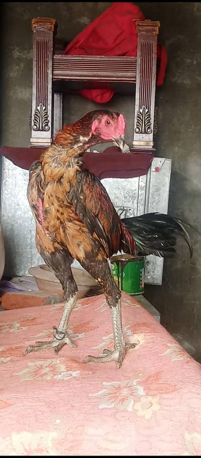 Burmi x Pakoya 03193815906