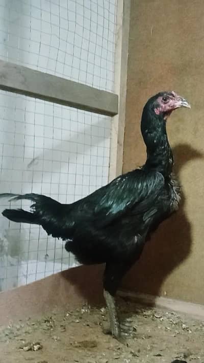 Panus Pakoya 03193815906