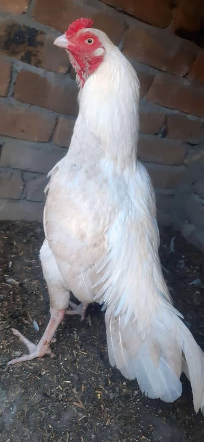 paper white heera blood line 100% ok