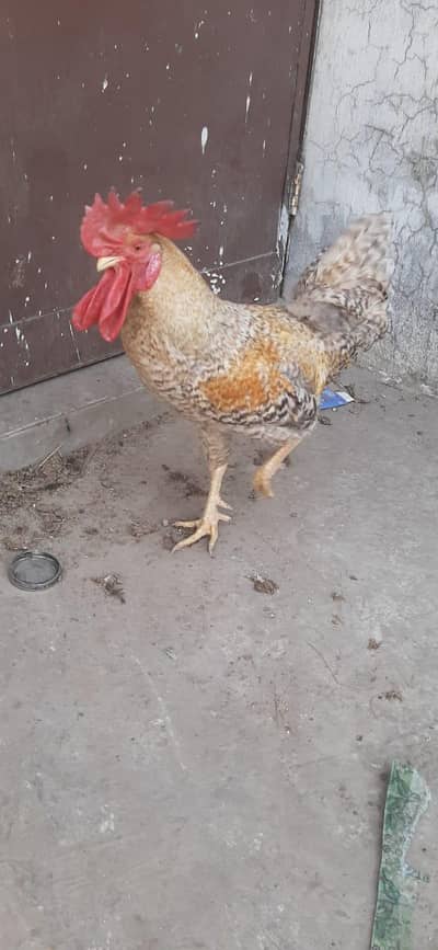 Desi and Plymouth  Males