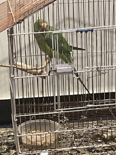 Indian ring neck parrot for sale