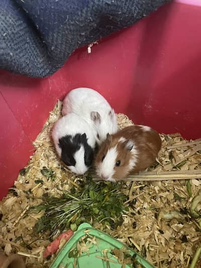 Hamster and guinea pigs