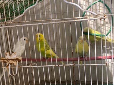 female budgies Australian