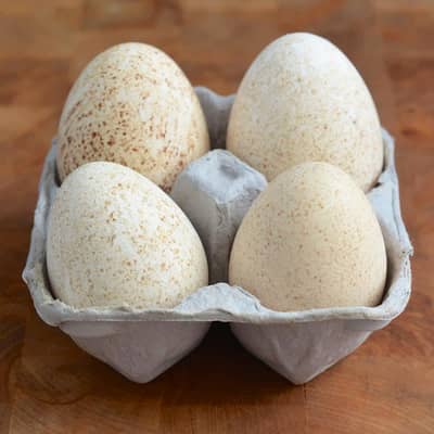 Fertile turkey Eggs