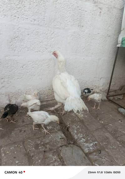 ek murgi 7 bachy nok naki white