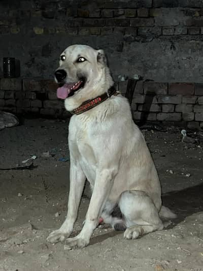 afghan guchi male