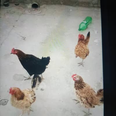 female murgi for sale