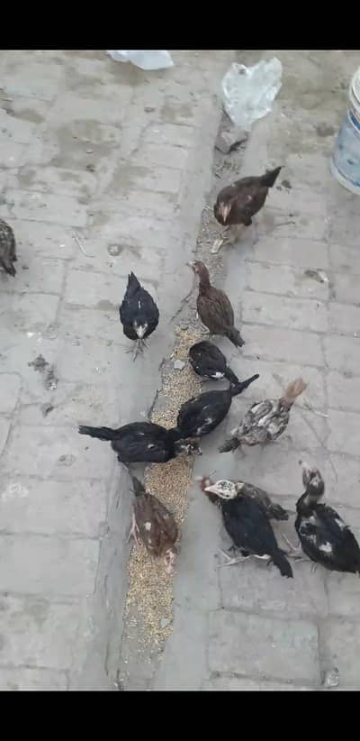 03035410000 call or whatsap