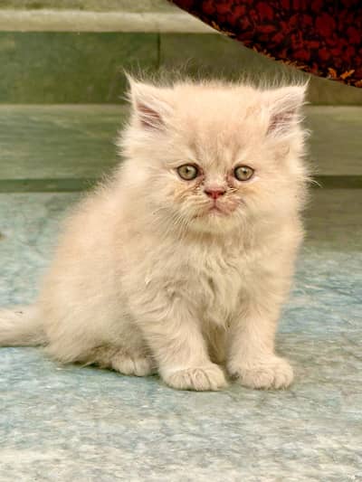 Persian cat