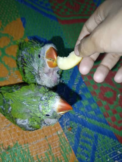 original Kashmiri raw parrots check available one piece 12.5  price