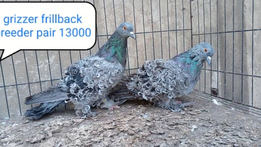 fancy pigeon | kabutar| Jacobin|  frillback saddle | amarican fantail|