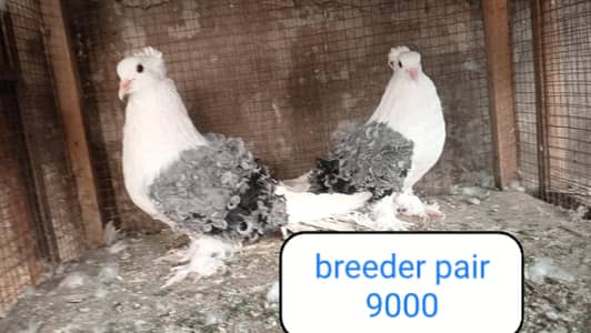 fancy pigeon | kabutar| Jacobin|  frillback saddle | amarican fantail|