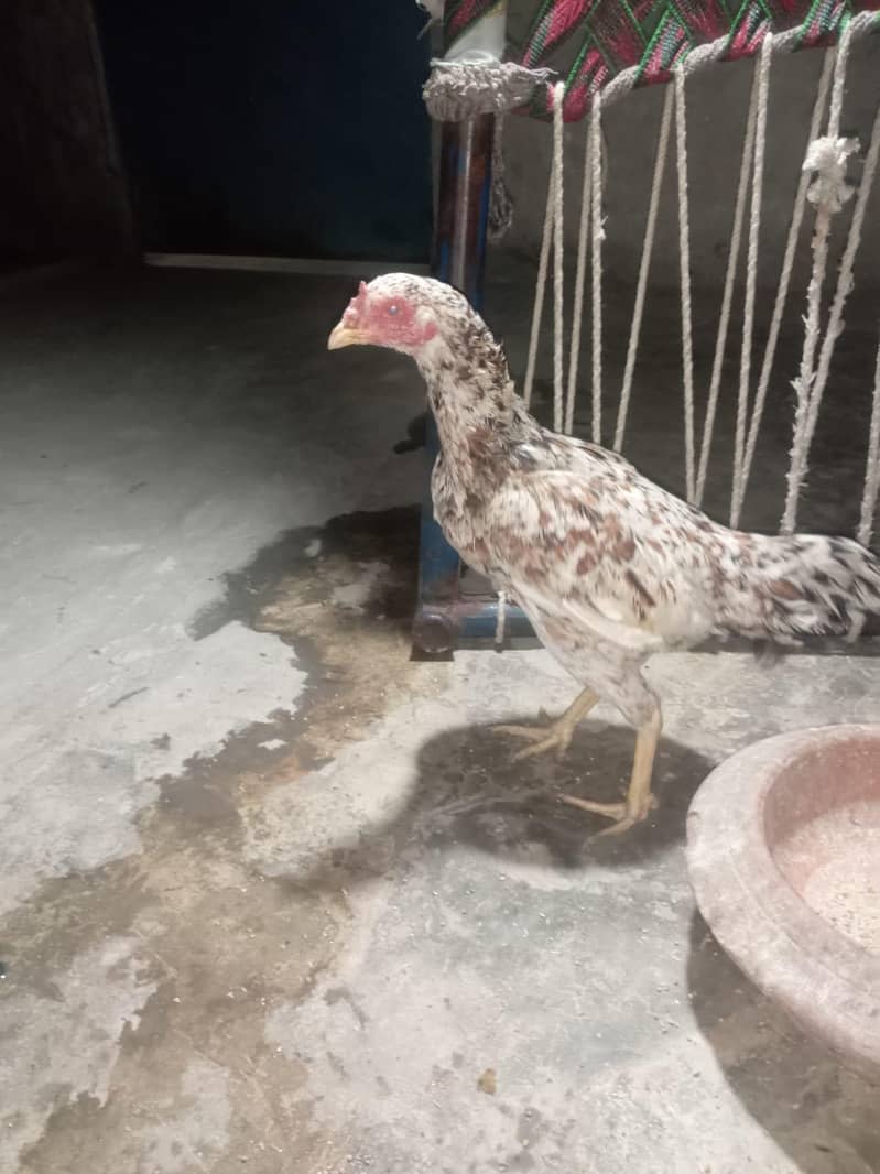 Aeel Java Hen Pure 0