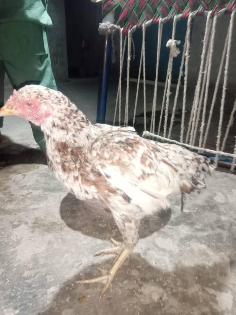 Aeel Java Hen Pure 1