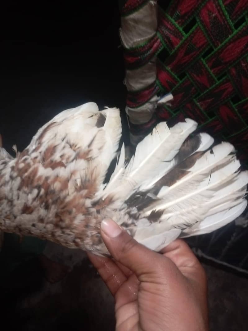 Aeel Java Hen Pure 2