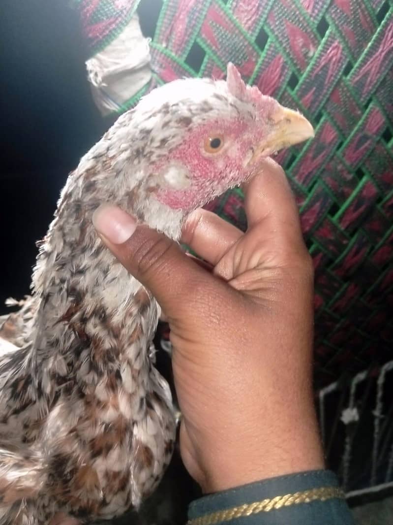 Aeel Java Hen Pure 3