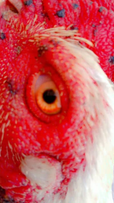 سفید رنگ کا اصیل مرغا برائے فروخت