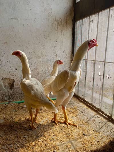 Original king shamoo