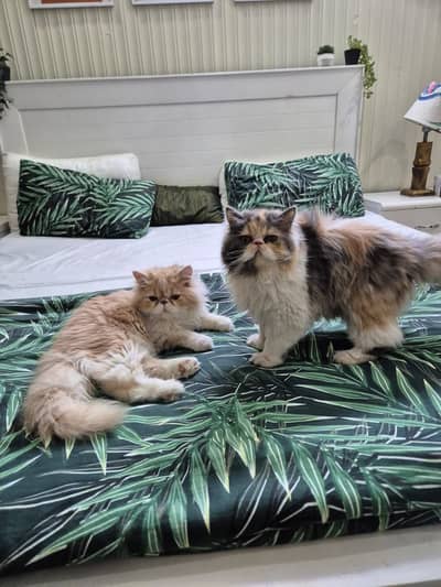 Breeder Pair Both Bi Color