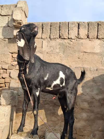 bakra for sale
