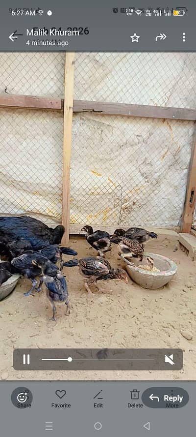 makoy varmi aur aseel tha i ki breed hai