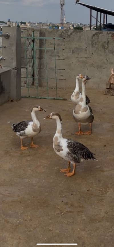 Ducks for sale