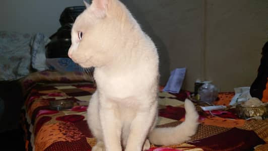 Turkish van with both eyes different up for adoption.