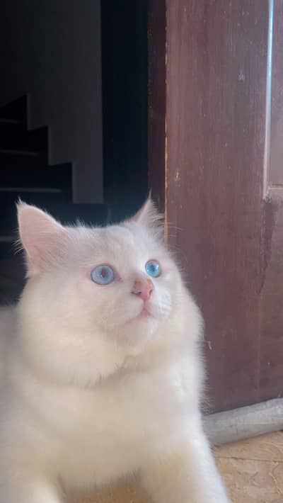 Friendly Persian Male Cat