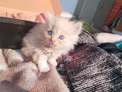 Persian cat