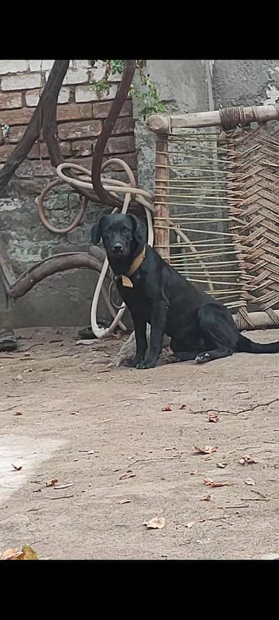 Black Labrador Female
