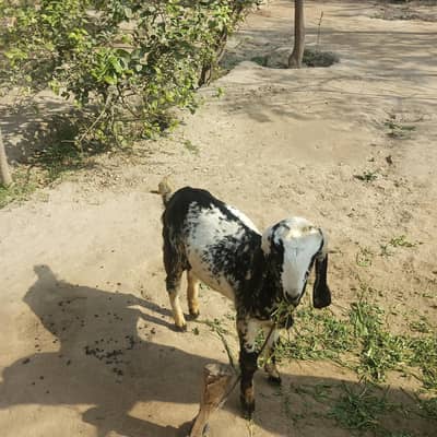 bakri and bakra  achhi nasl ka