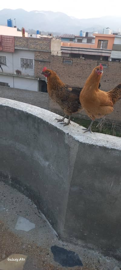 3 hen and 1 cock For sell