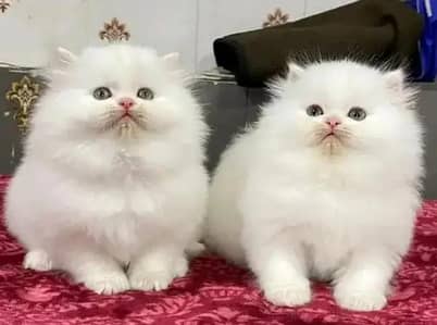 Cat for sale only WhatsApp number 03486223569
