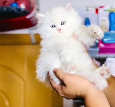 Cat for sale only WhatsApp number 03486223569