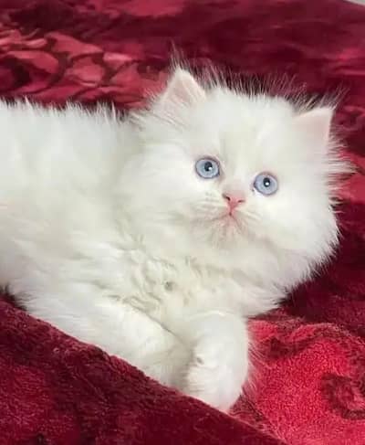 Cat for sale only WhatsApp number 03486223569