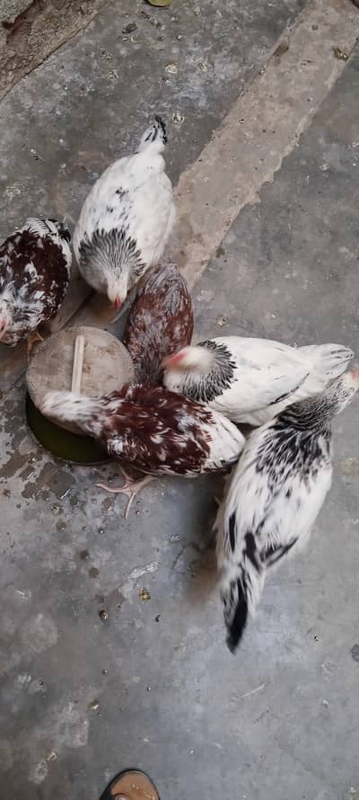 American Sussex and aseel