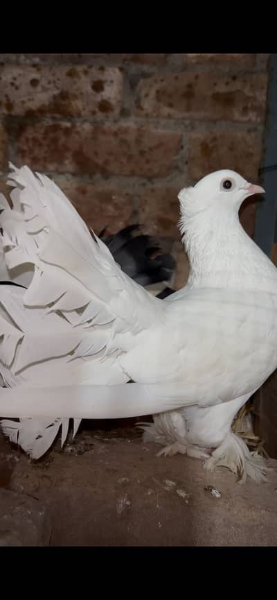 2500 kabootar lucky dijkot