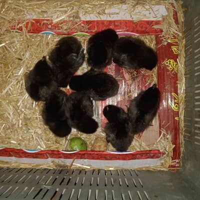 چھوٹے چوزے 20 دنوں کے ہیں اور میں نے سیل کرنی ہے