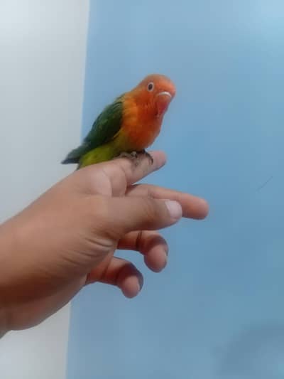 Hand tame lovebirds